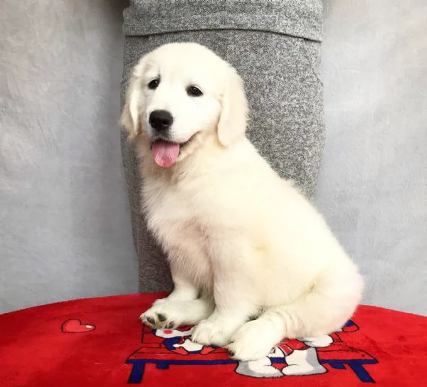 cuccioli golden retriever