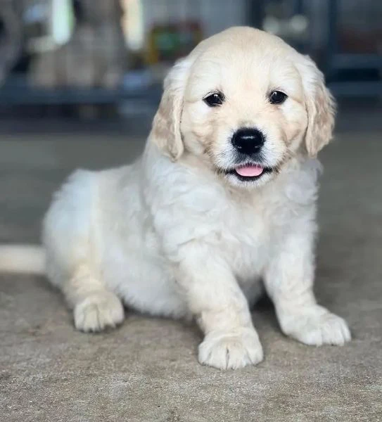 cuccioli golden retriever!!! | Foto 0