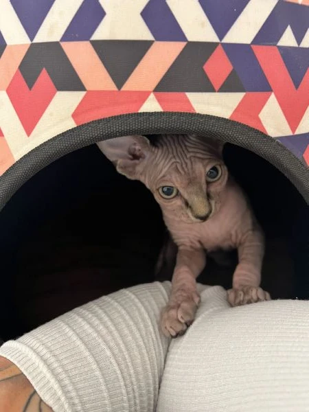 cuccioli di sphynx  | Foto 4