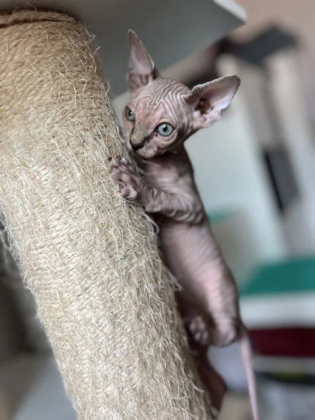 cuccioli di sphynx 