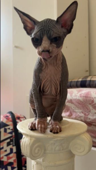 cuccioli di sphynx  | Foto 1