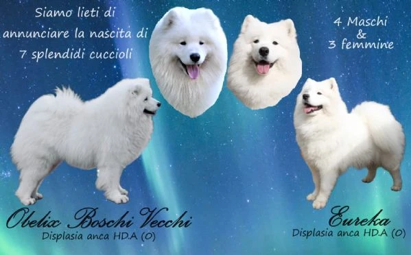 cuccioli di samoiedo