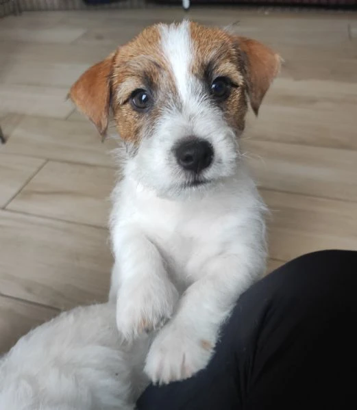 cuccioli di jack russell