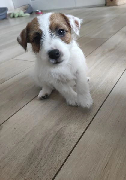 cuccioli di jack russell | Foto 0