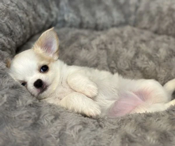 bellissimi cuccioli di chihuahua