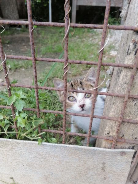 dolcissima gattina di due mesi salvata da strada cerca famiglia amorevole  | Foto 1