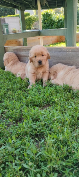 vendo cuccioli golden retriver