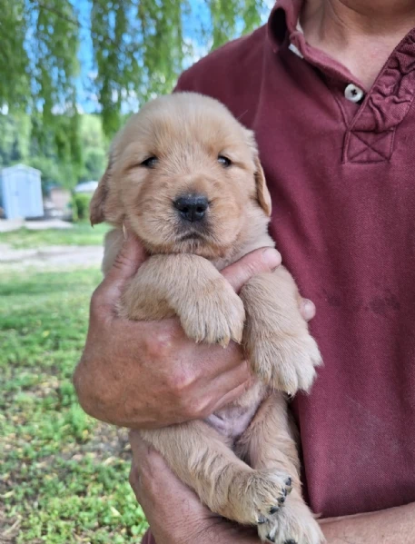 vendo cuccioli golden retriver | Foto 1