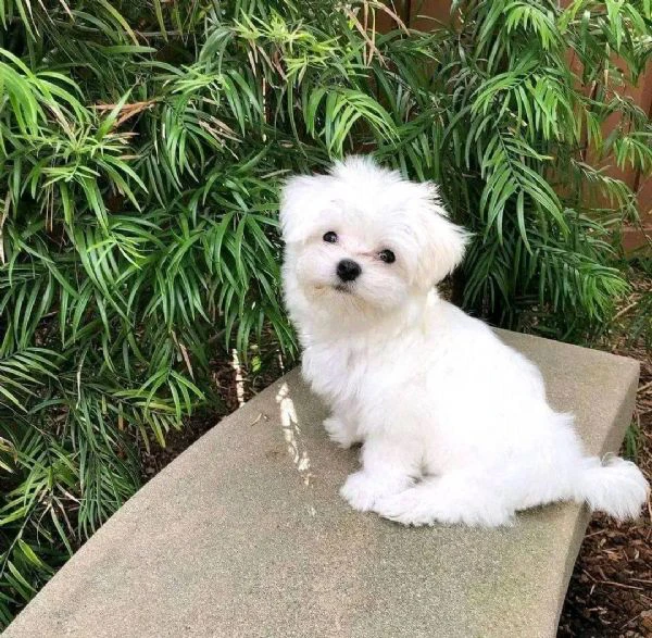 cuccioli di maltese toy | Foto 0