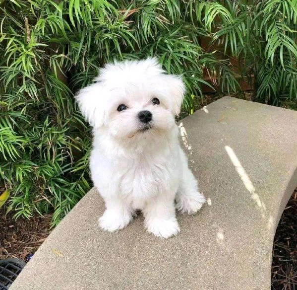 cuccioli di maltese toy