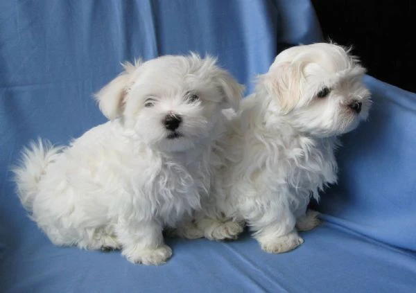 maltese mini toy