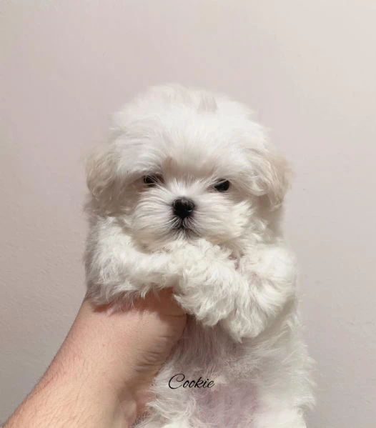 cuccioli di razza maltese toy | Foto 0