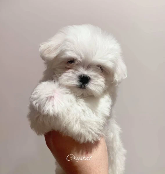 cuccioli di razza maltese toy