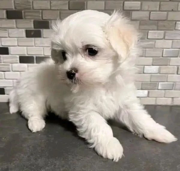 cuccioli di maltese toy | Foto 0