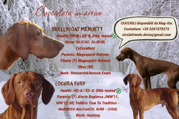 bellissimo cucciolo di bracco ungherese (vizsla) | Foto 2