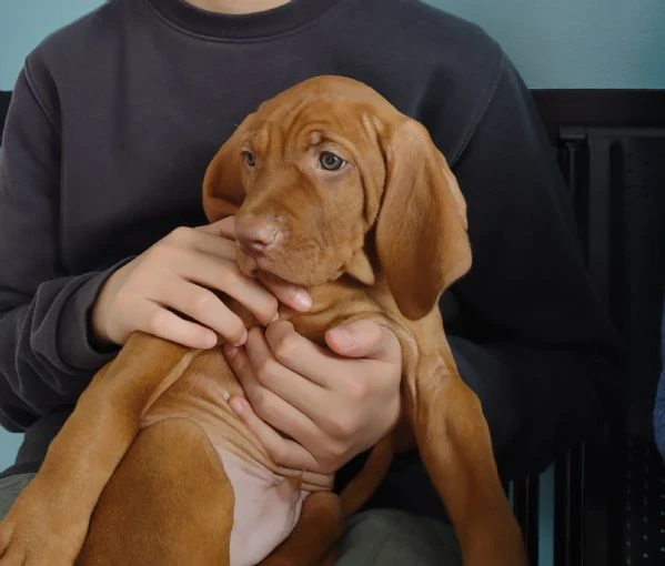 bellissimo cucciolo di bracco ungherese (vizsla) | Foto 1