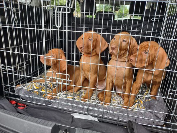 bellissimo cucciolo di bracco ungherese (vizsla) | Foto 0