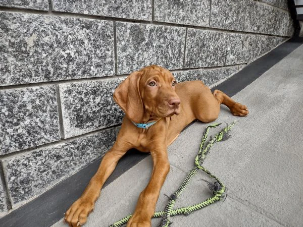 bellissimo cucciolo di bracco ungherese (vizsla)