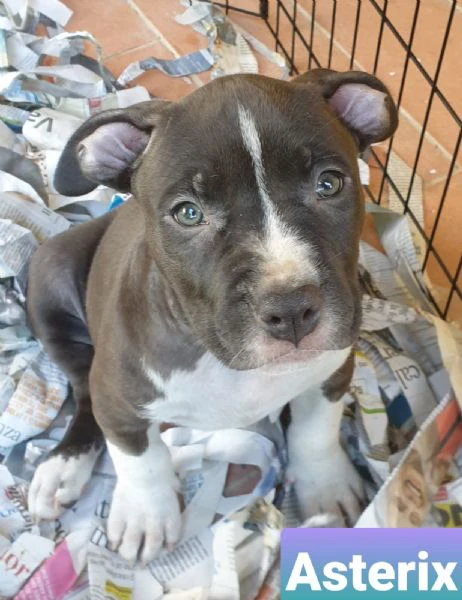 cuccioli di amstaff | Foto 3