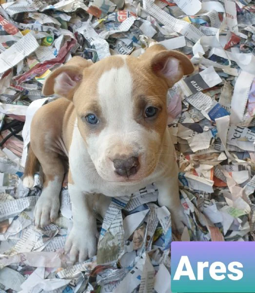 cuccioli di amstaff