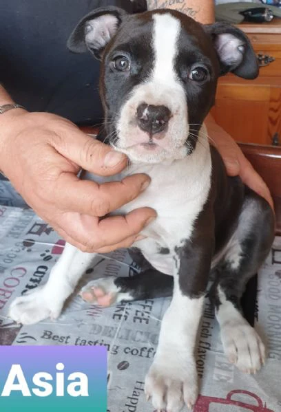 cuccioli di amstaff | Foto 2