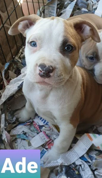 cuccioli di amstaff | Foto 1