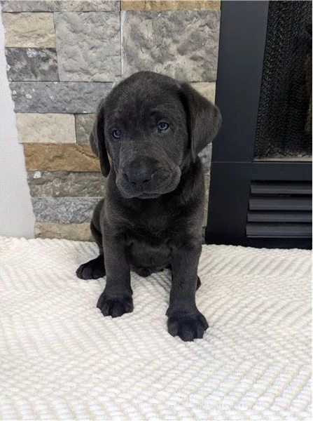 cuccioli di labrador retriever in vendita.