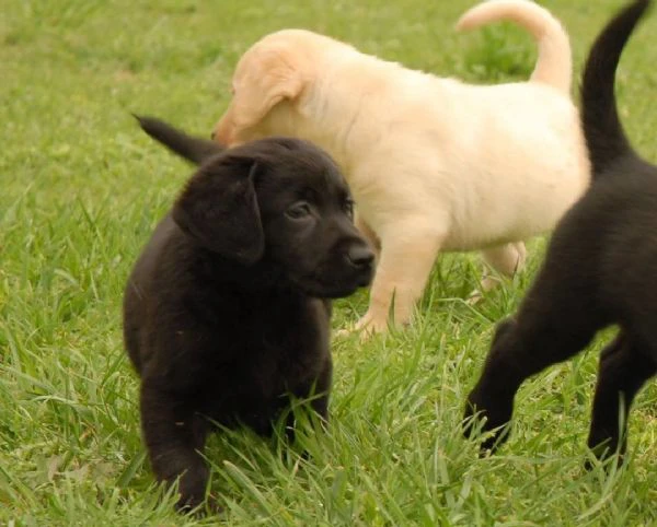 cuccioli di labrador retriever maschi e femmine eccellenti in adozione