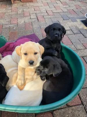 cuccioli di labrador in adozione