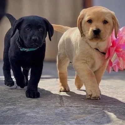 cuccioli di labrador retriever in adozione