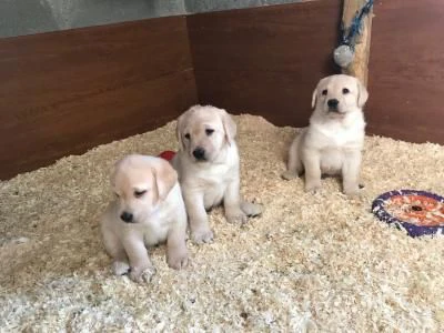 abbiamo due cuccioli di labrador retriever da adottare.