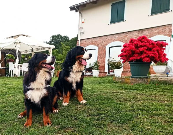 cucciolata di bovaro del bernese prevista ad inizio luglio 2024 | Foto 2