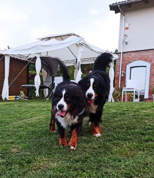 cucciolata di bovaro del bernese prevista ad inizio luglio 2024 | Foto 1