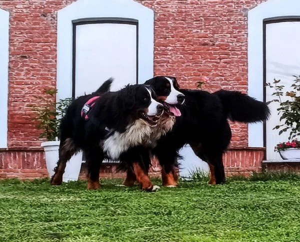 cucciolata di bovaro del bernese prevista ad inizio luglio 2024 | Foto 0