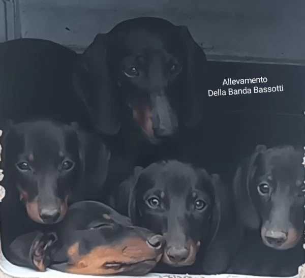 cuccioli di bassotto a pelo corto con pedigree enci  | Foto 0