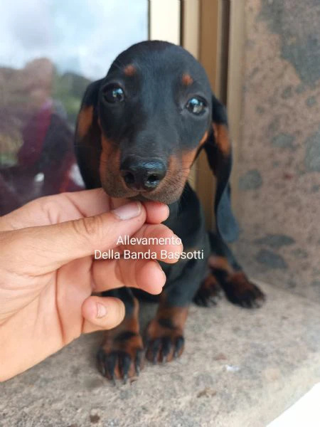 cuccioli di bassotto a pelo corto con pedigree enci 