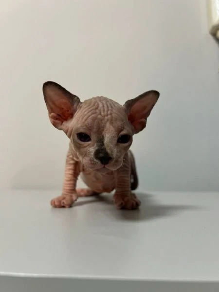 sphynx  | Foto 2