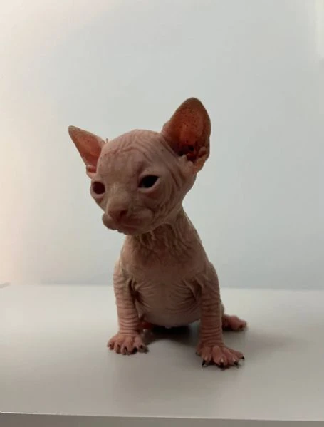 sphynx  | Foto 1