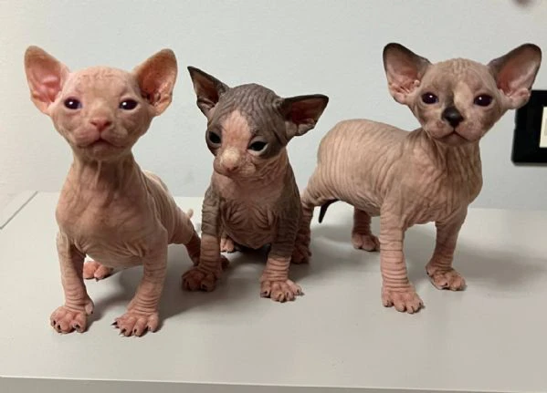 sphynx 