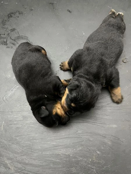 cucciola rottweiler alta genealogia | Foto 1