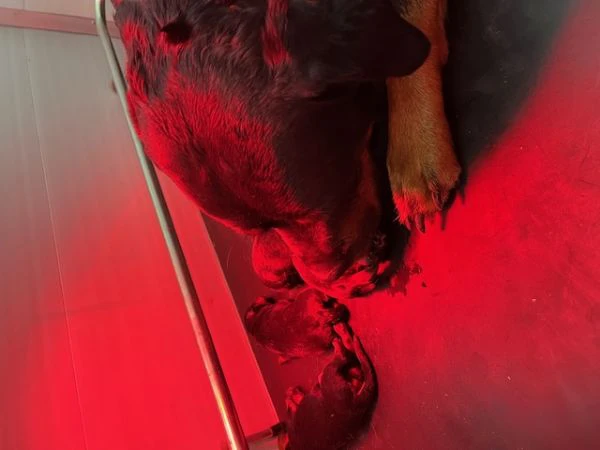 cucciola rottweiler alta genealogia | Foto 0