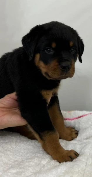 cucciola rottweiler alta genealogia