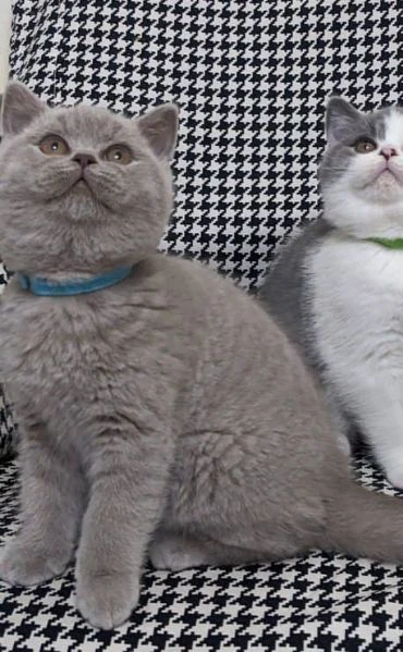 cuccioli british shorthair | Foto 0