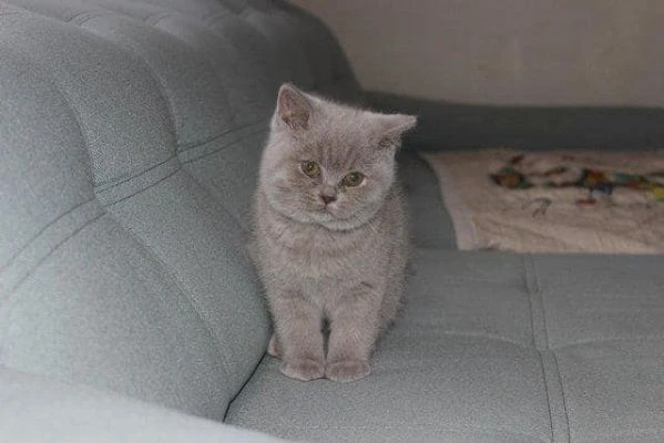 due cucciole british shorthair | Foto 0