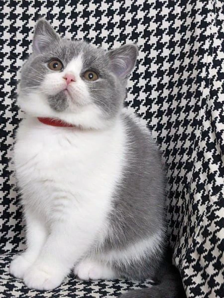 bellissime cucciolate di british shorthair | Foto 0