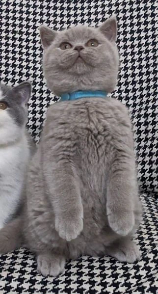 bellissime cucciolate di british shorthair