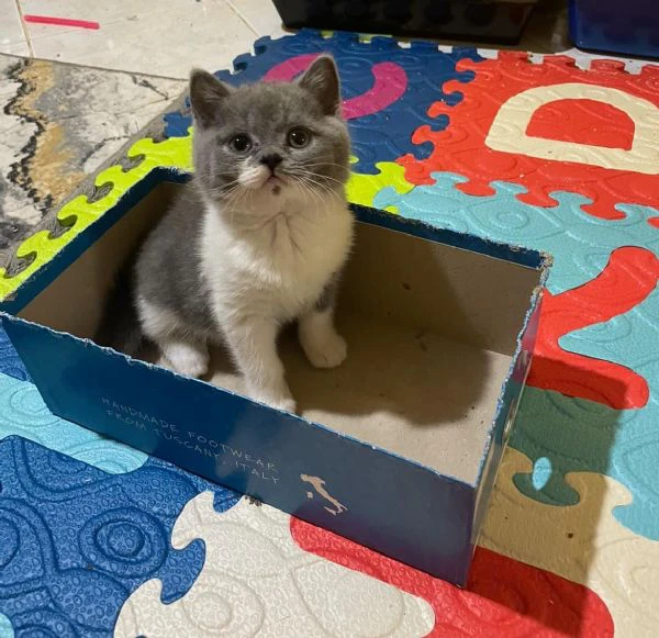 british shorthair maschio e femmina