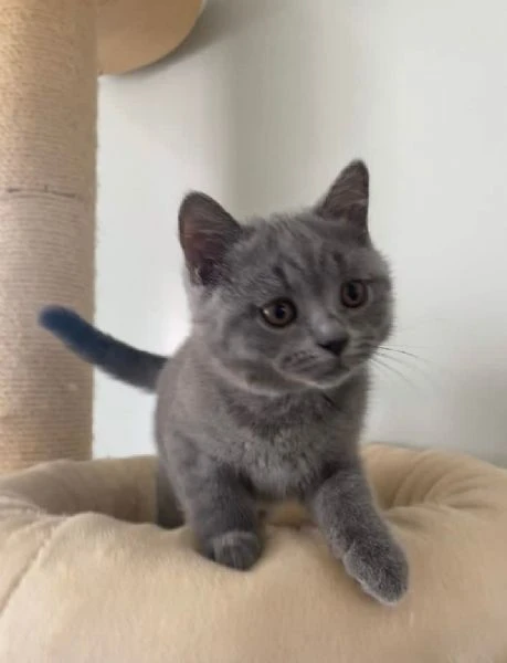 due meravigliose british shorthair