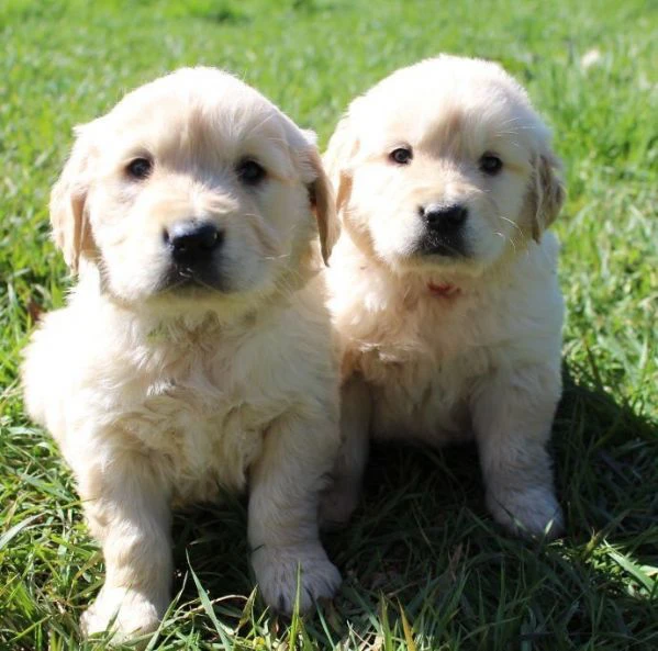 cucciole di golden retriever di circa 3 mesi