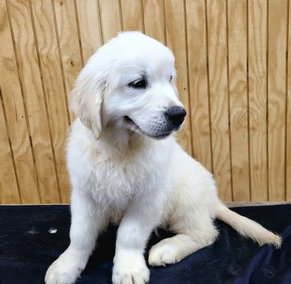 golden retriever cuccioli